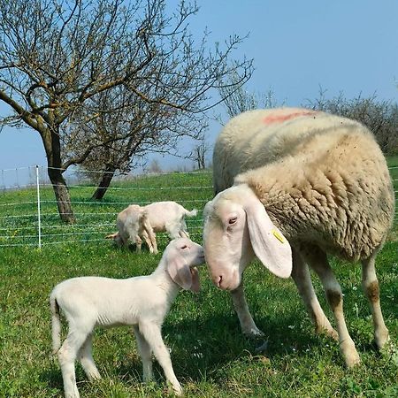 B&B Naturin - Cascina Colombaro Lauriano エクステリア 写真